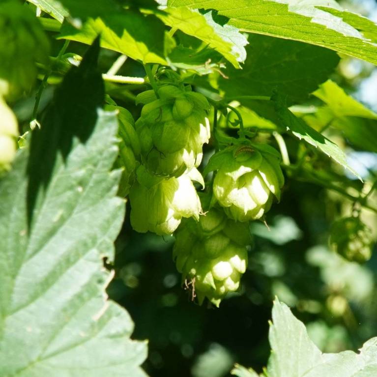 Kartause Ittingen: Hopfenernte offiziell eingeläutet